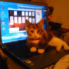 Blanding af racer Misser