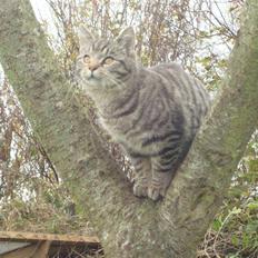 Blanding af racer Julle