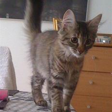 Maine Coon Cille