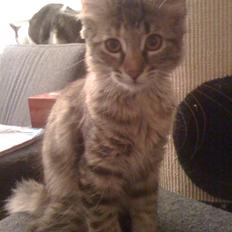 Maine Coon Cille