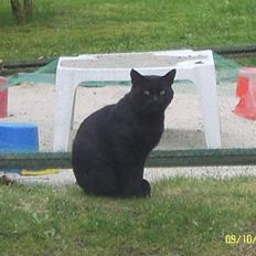 Blanding af racer Kisser