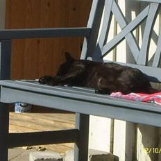 Blanding af racer Kisser