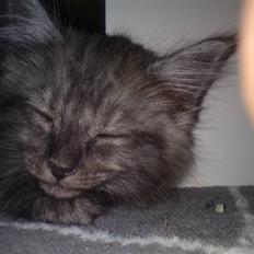 Blanding af racer Perser/Siameser "Elliot"