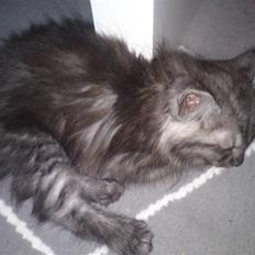 Blanding af racer Perser/Siameser "Elliot"