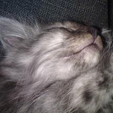 Blanding af racer Perser/Siameser "Elliot"