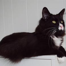 Norsk Skovkat Cayica's Nigan bly(Basse)