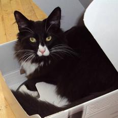 Norsk Skovkat Cayica's Nigan bly(Basse)