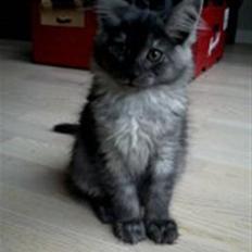 Maine Coon Selina sov sødt skat!