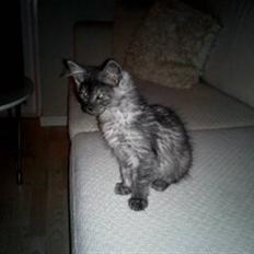 Maine Coon Selina sov sødt skat!