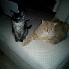 Maine Coon Selina sov sødt skat!