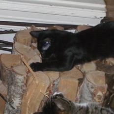 Huskat Beethoven (kælenavn Baby) - død april 2015