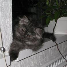 Blanding af racer Manze