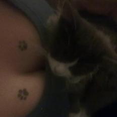 Maine Coon Akia Jr. <3