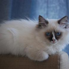 Ragdoll Odessa
