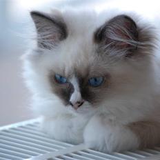 Ragdoll Odessa