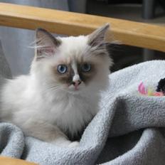 Ragdoll Odessa