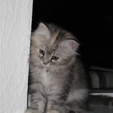 Blanding af racer Juicy