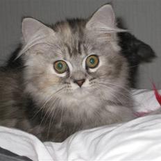 Blanding af racer Juicy