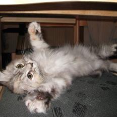 Blanding af racer Juicy