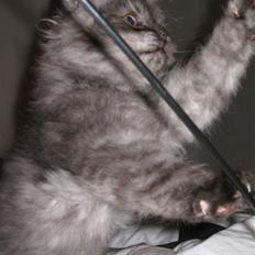 Blanding af racer Manze