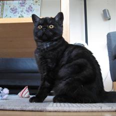 British Shorthair Kjätta´s Feline aka Molly