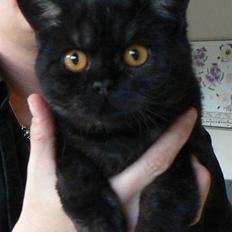 British Shorthair Kjätta´s Feline aka Molly