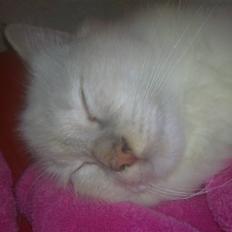 Hellig Birma DK Jytnicatz Cigurd