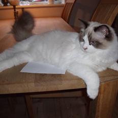 Ragdoll Elian Coffeebeat