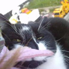 Huskat |Adonis "fat cat"