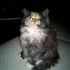 Blanding af racer Mini miv. (er drægtig)