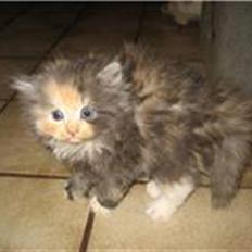 Blanding af racer Mini miv. (er drægtig)