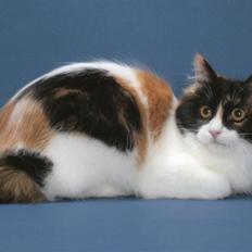 Japanese Bobtail YUKI-USAGI NADESHIKO 