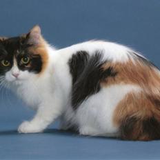 Japanese Bobtail YUKI-USAGI NADESHIKO 