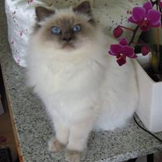 Hellig Birma Wehnert´s Sunrise 