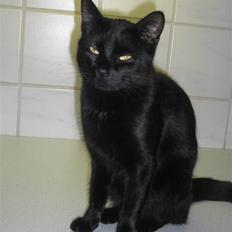 Huskat Kitty/Lille mis <3.