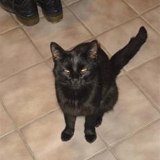 Huskat Kitty/Lille mis <3.