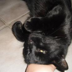 Huskat Kitty/Lille mis <3.