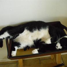 Huskat Yang (Udfordringer søges)