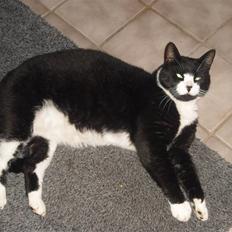 Huskat Yang (Udfordringer søges)