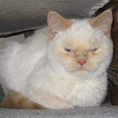 British Shorthair DK Kongstad´s Aoki R.I.P