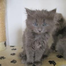 Blanding af racer Cleopatra