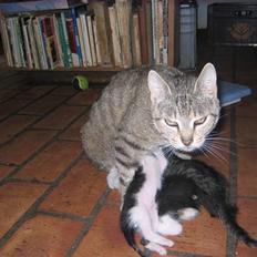 Huskat Elrondhus's Pjuske