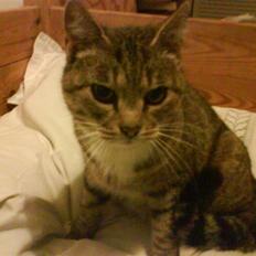 Huskat Elrondhus's Pjuske