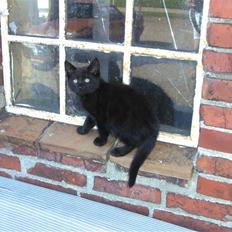 Blanding af racer Nala