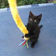 Blanding af racer Nala