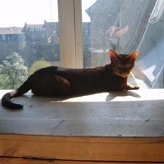 Abyssinier Via Novas She's Madonna b