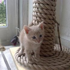 Huskat <3 Garfield <3