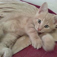 Huskat <3 Garfield <3