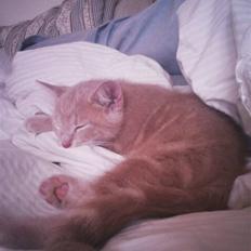 Huskat <3 Garfield <3