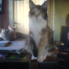 Blanding af racer Tøsen